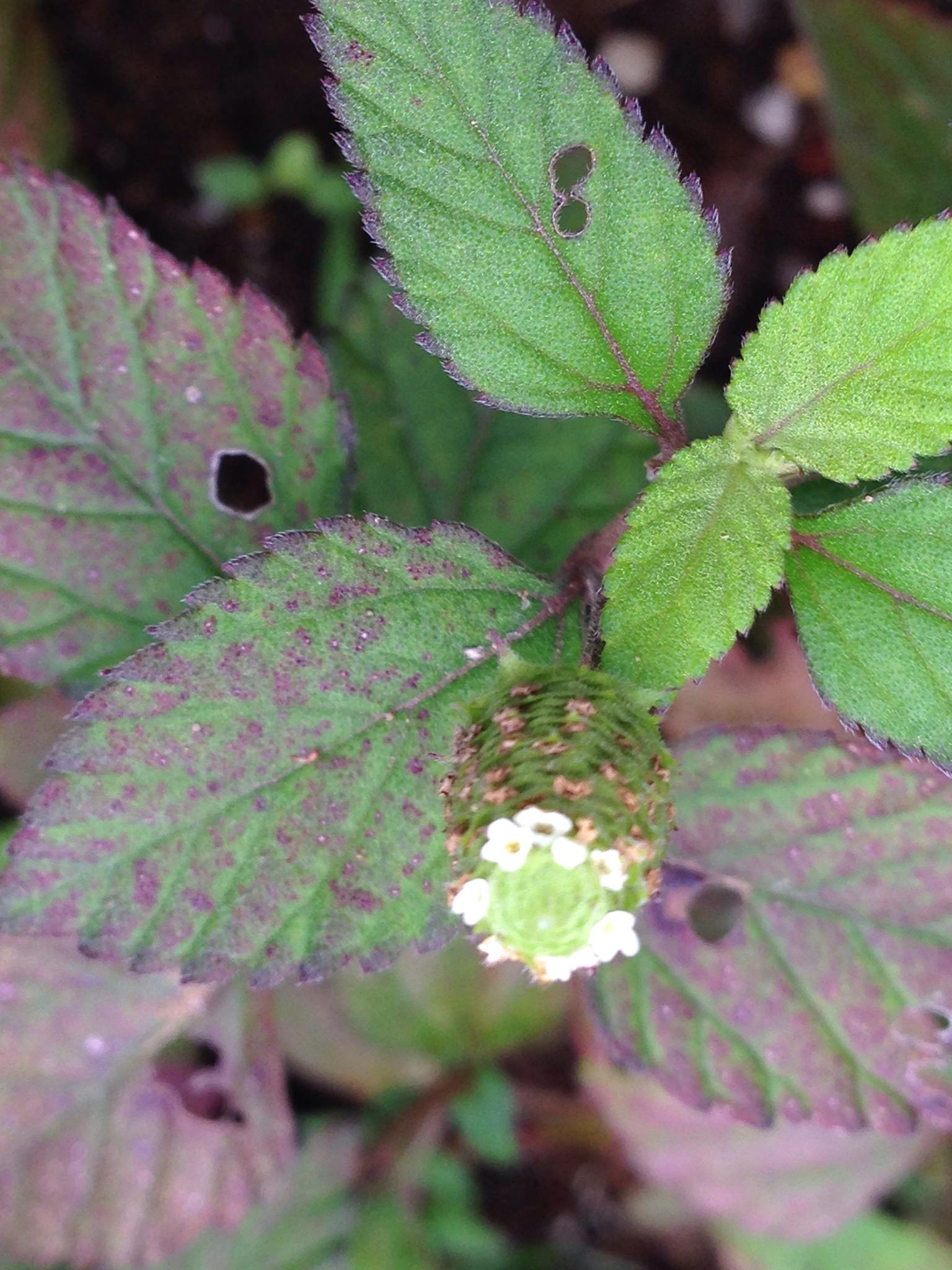 Lippia dulcis